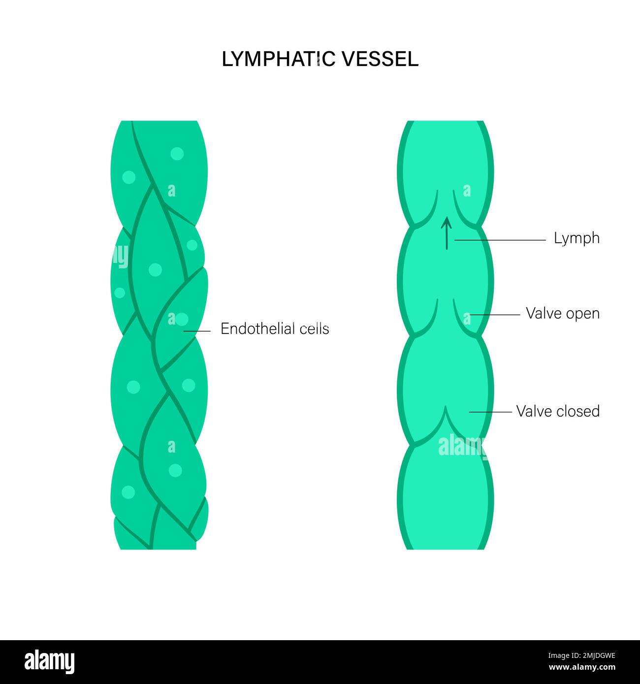 lymphatic-vessel-conceptual-illustration-stock-photo-alamy