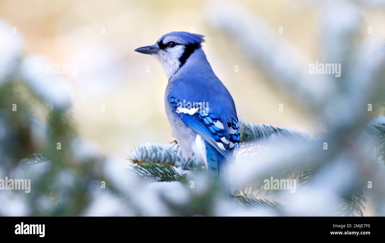 Blue Jay Song Bird on evergreen tree in the winter snow. This picture