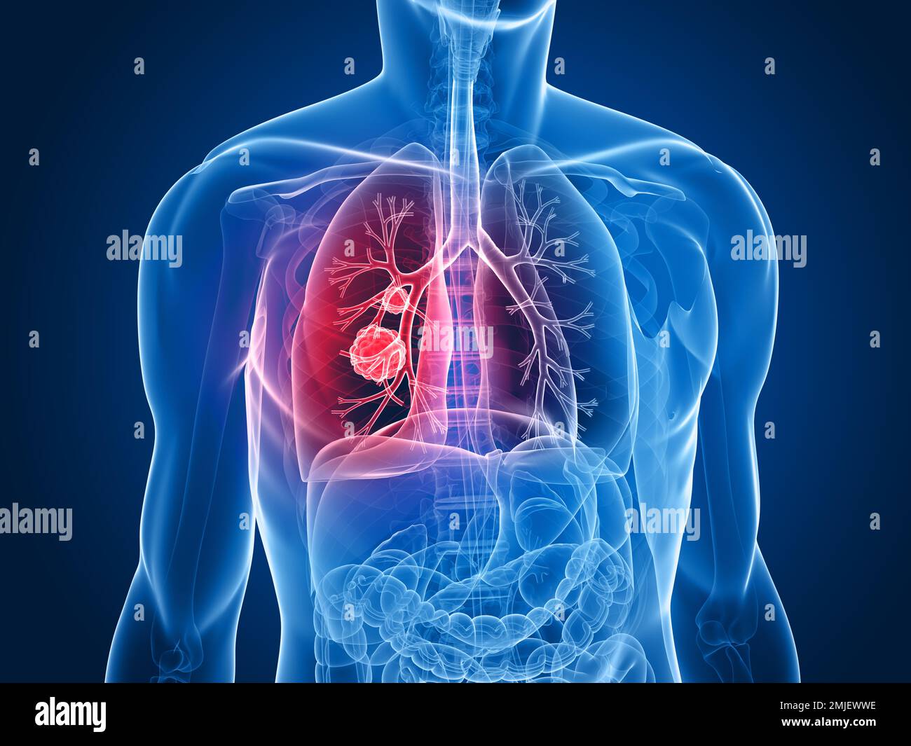 Anatomia hi-res stock photography and images - Alamy