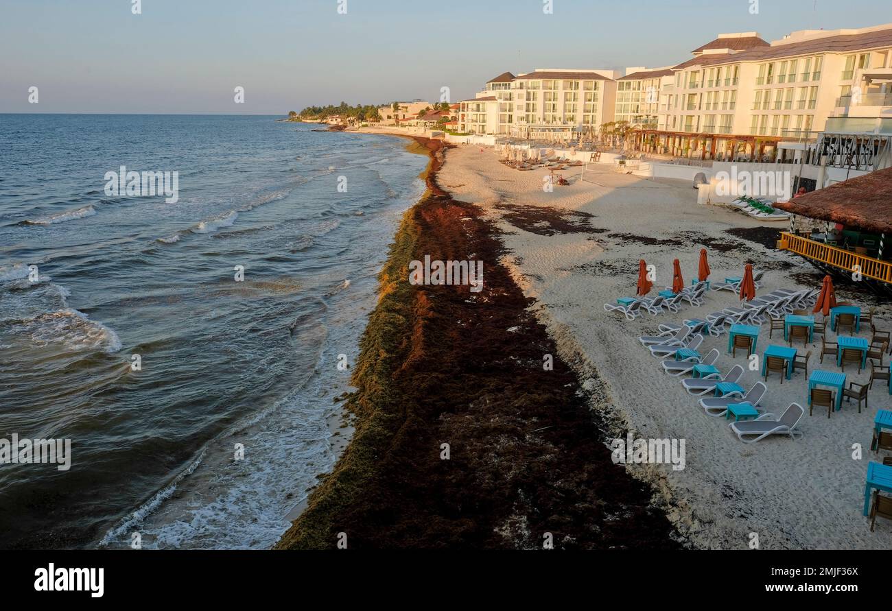 FILE In this May 8 2019 file photo sargassum seaweed covers