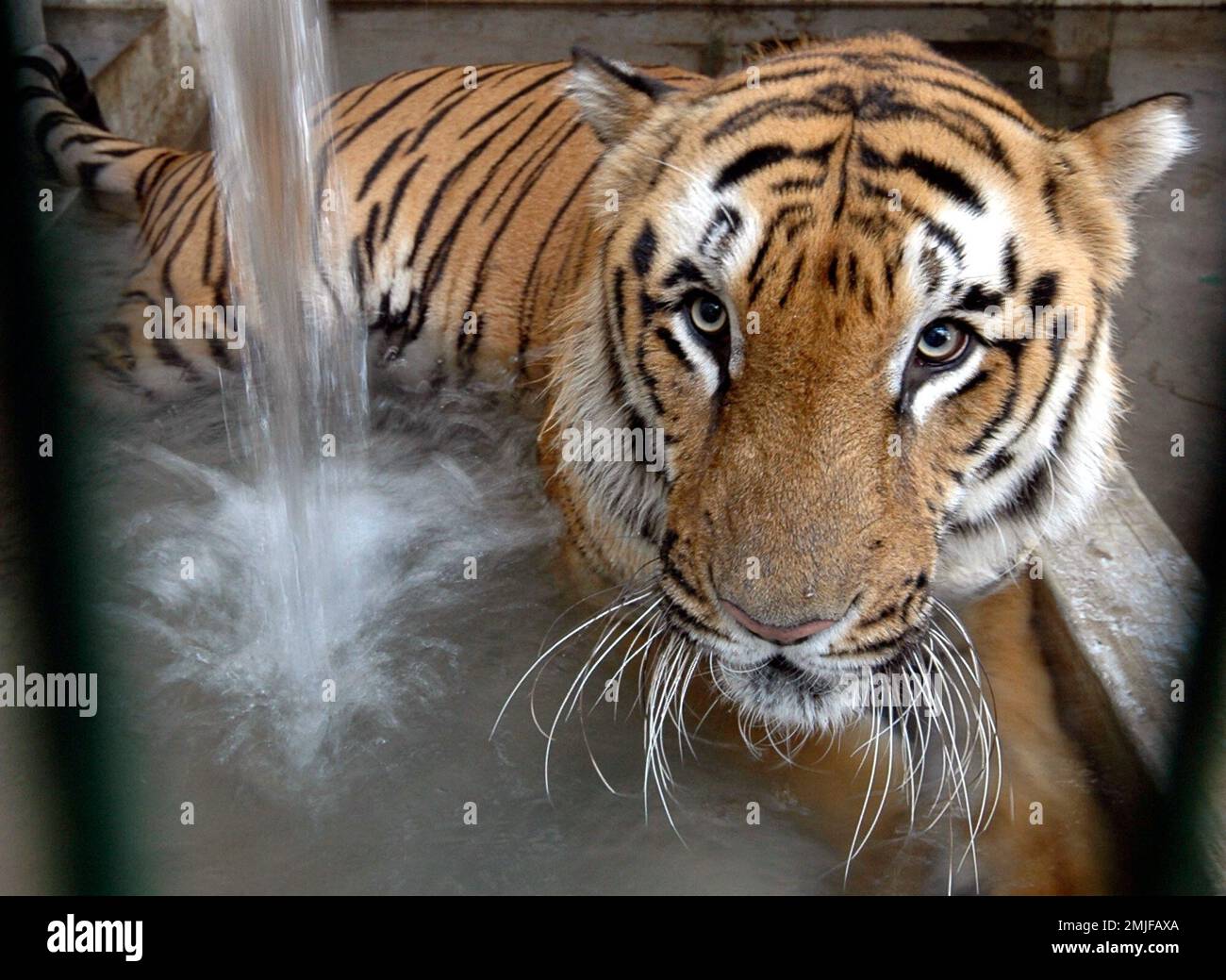 FILE- In this May 5, 2009 file photo, a tiger cools off at its enclosure at the zoo in Ahmadabad, India. India's tiger population has grown to nearly 3,000, making the country FILE- In this May 5, 2009 file photo, a tiger cools off at its enclosure at the zoo in Ahmadabad, India. India's tiger population has grown to nearly 3,000, making the country