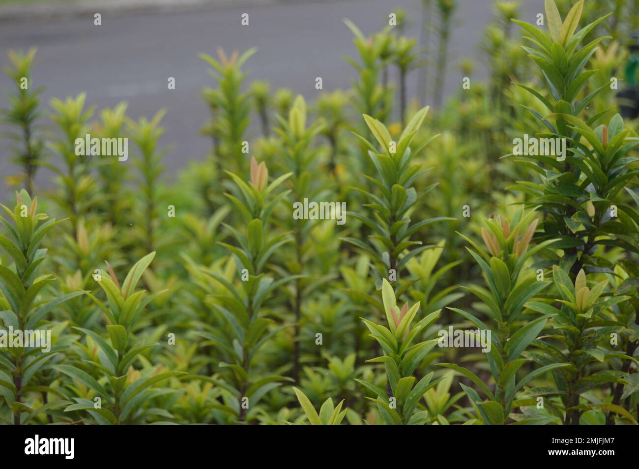 Portrait of ornamental plants as plants to decorate parks and playground areas. Stock Photo