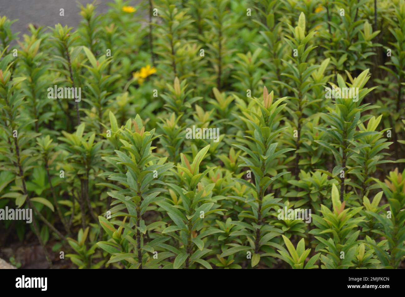 Portrait of ornamental plants as plants to decorate parks and playground areas. Stock Photo