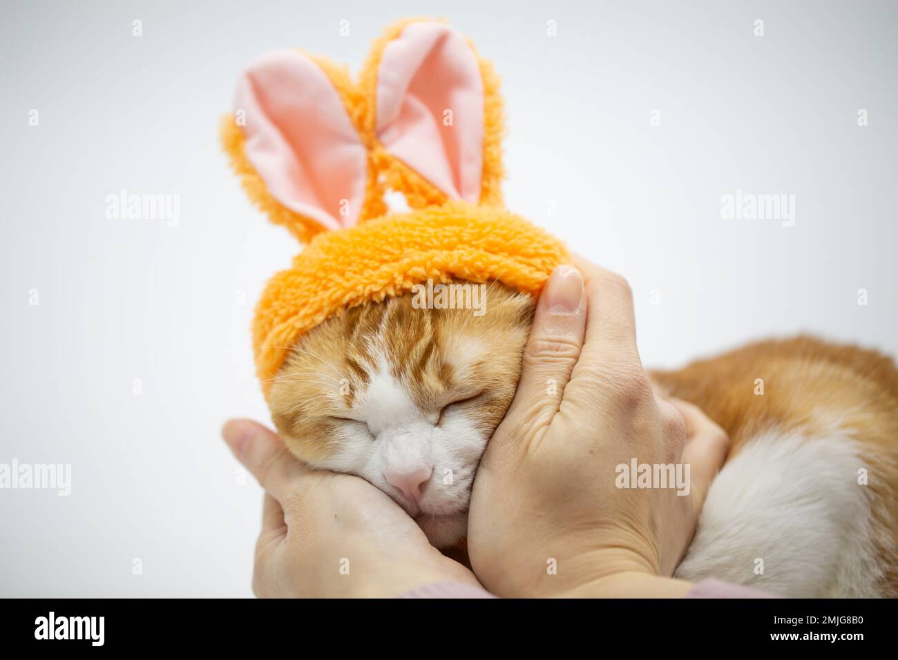 cat dressing costume with bunny ears Stock Photo Alamy