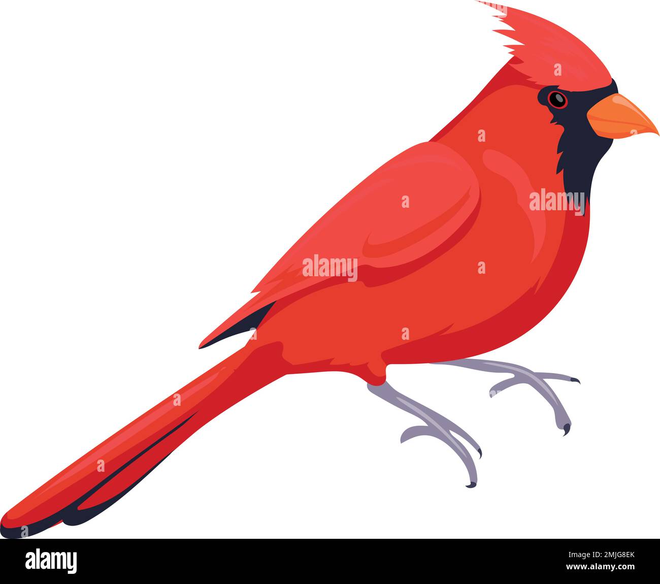 Cardinal bird icon. Red feathers wild animal isolated on white
