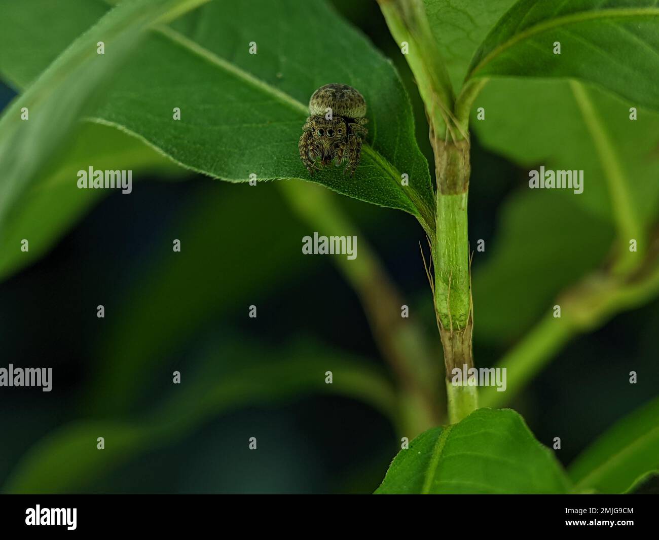 Jumping spider Euophrys frontalis. The Euophrys frontalis is a genus of