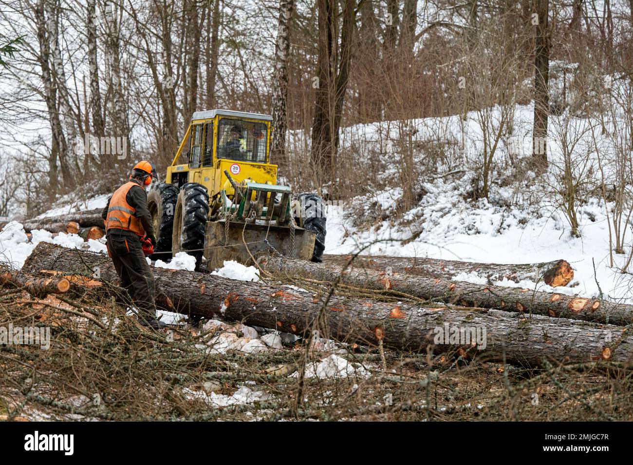 A professional lumberjack cutting down a dangerous tree near a public ...