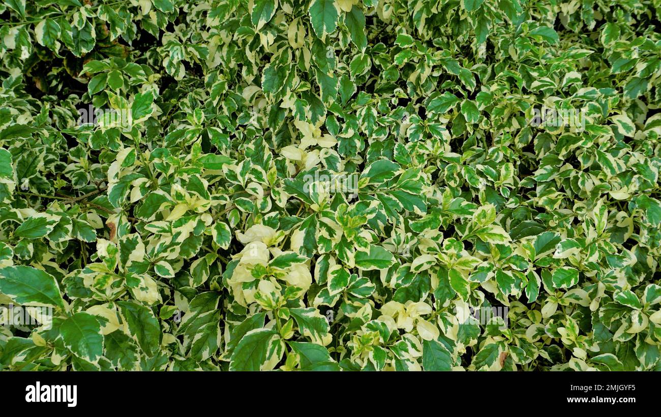 Closeup of decorative yellow green Euonymus fortune plant. Known as