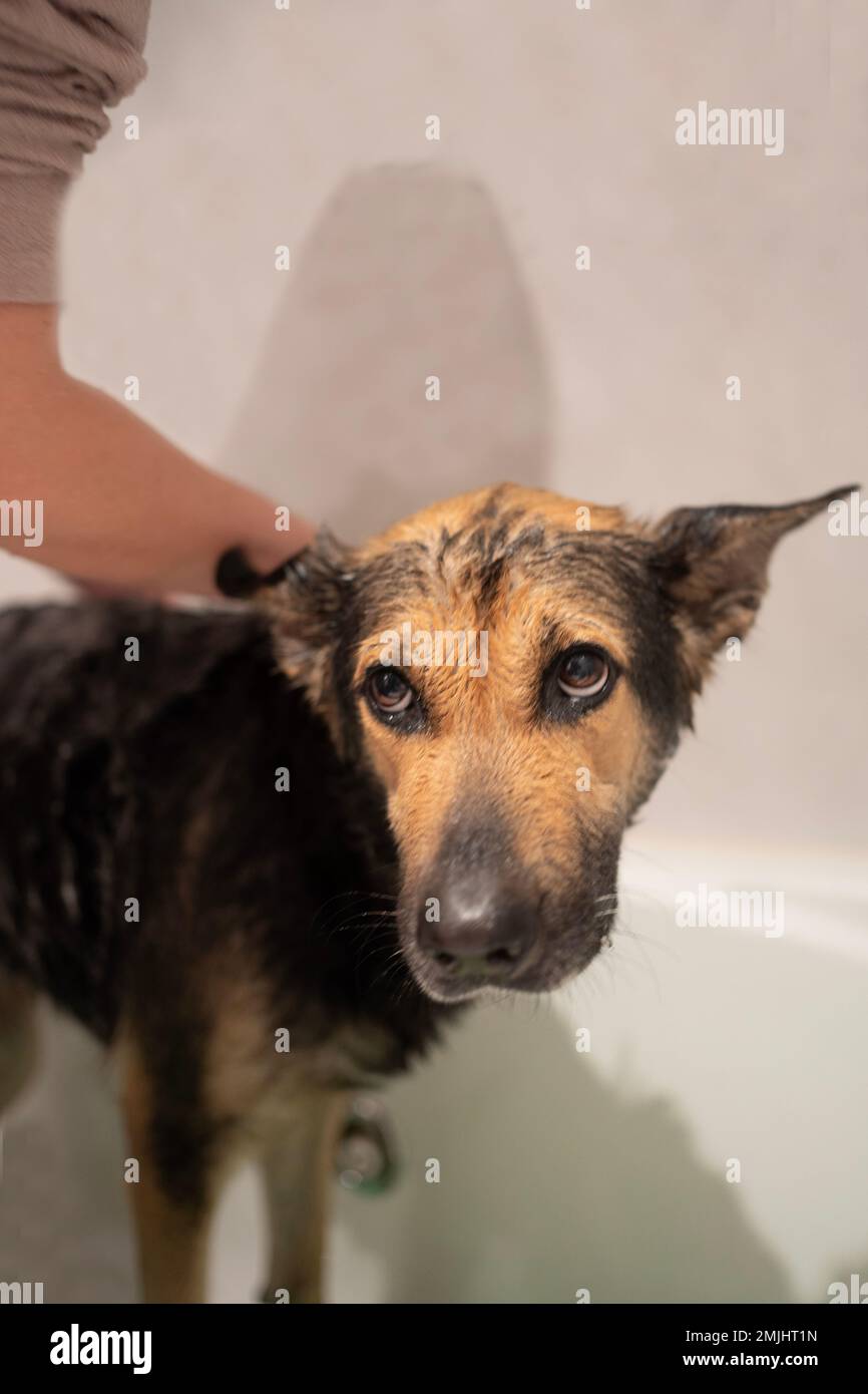 Dog dont like taking a bath. Looking up with ears down Stock Photo