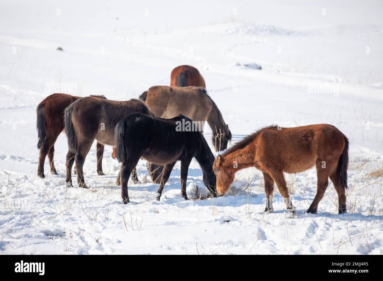 Wild horses are running and on the snow. Yilki horses are wild horses that are not owned in Kayseri, Turkey Stock Photo