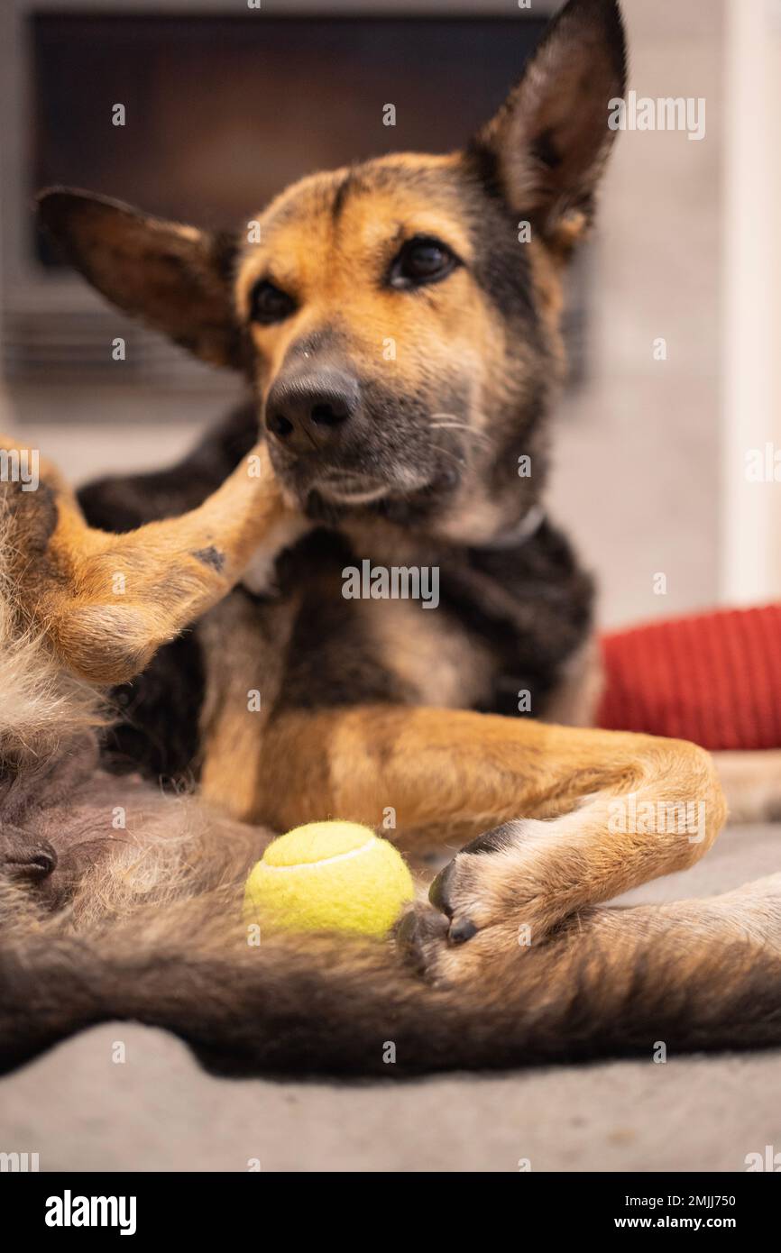A dog's scratching her face in her bed Selective Focus Point Stock