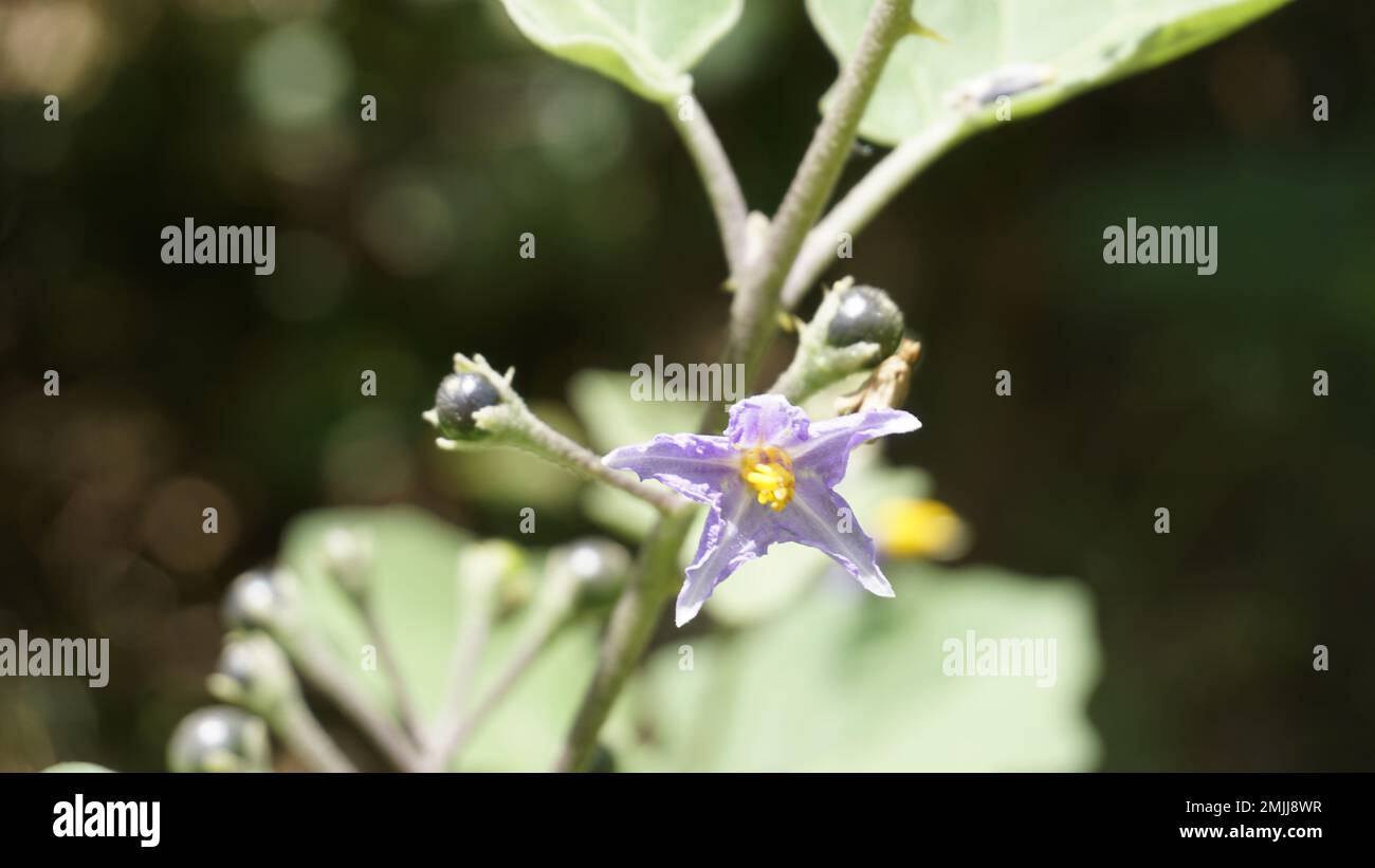 Beautiful flowers of Red Pea Eggplant. Botanical name is Solanum trilobatum belongs to family