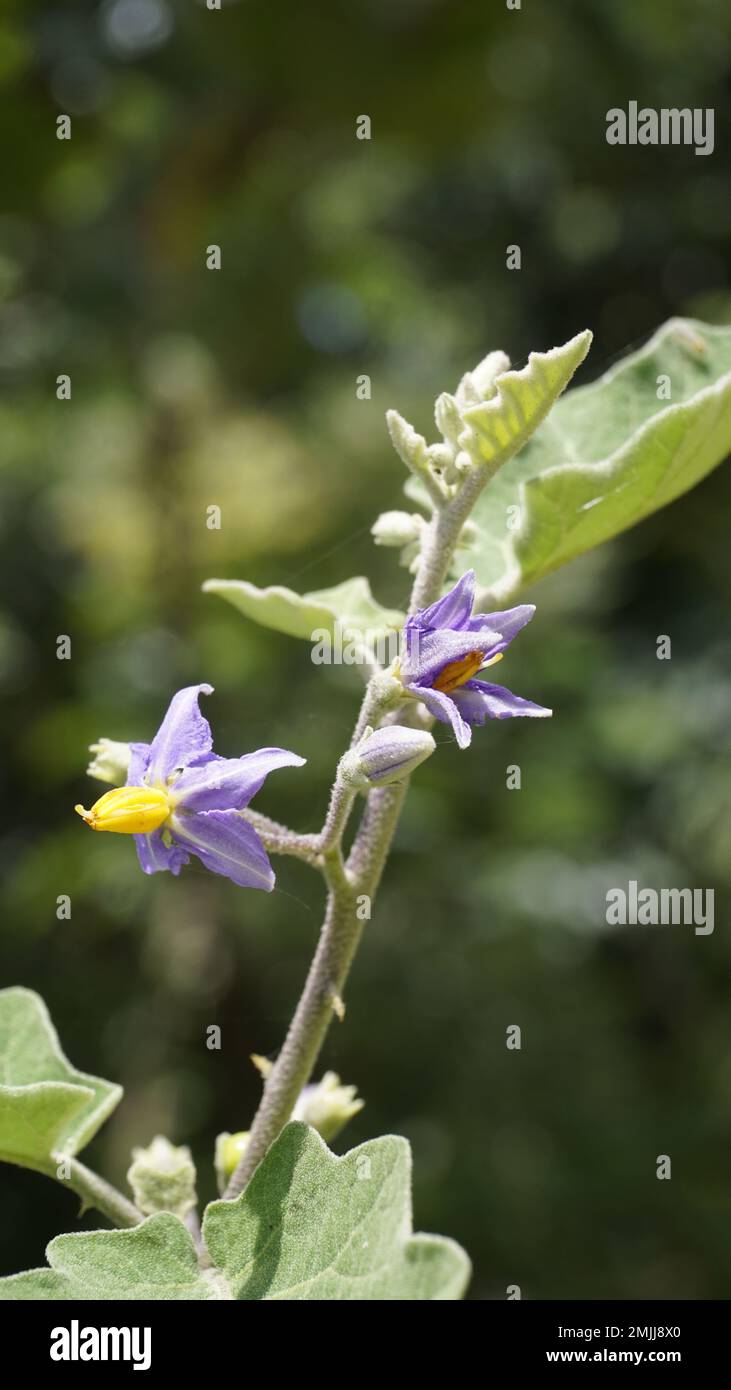 Beautiful flowers of Red Pea Eggplant. Botanical name is Solanum trilobatum belongs to family