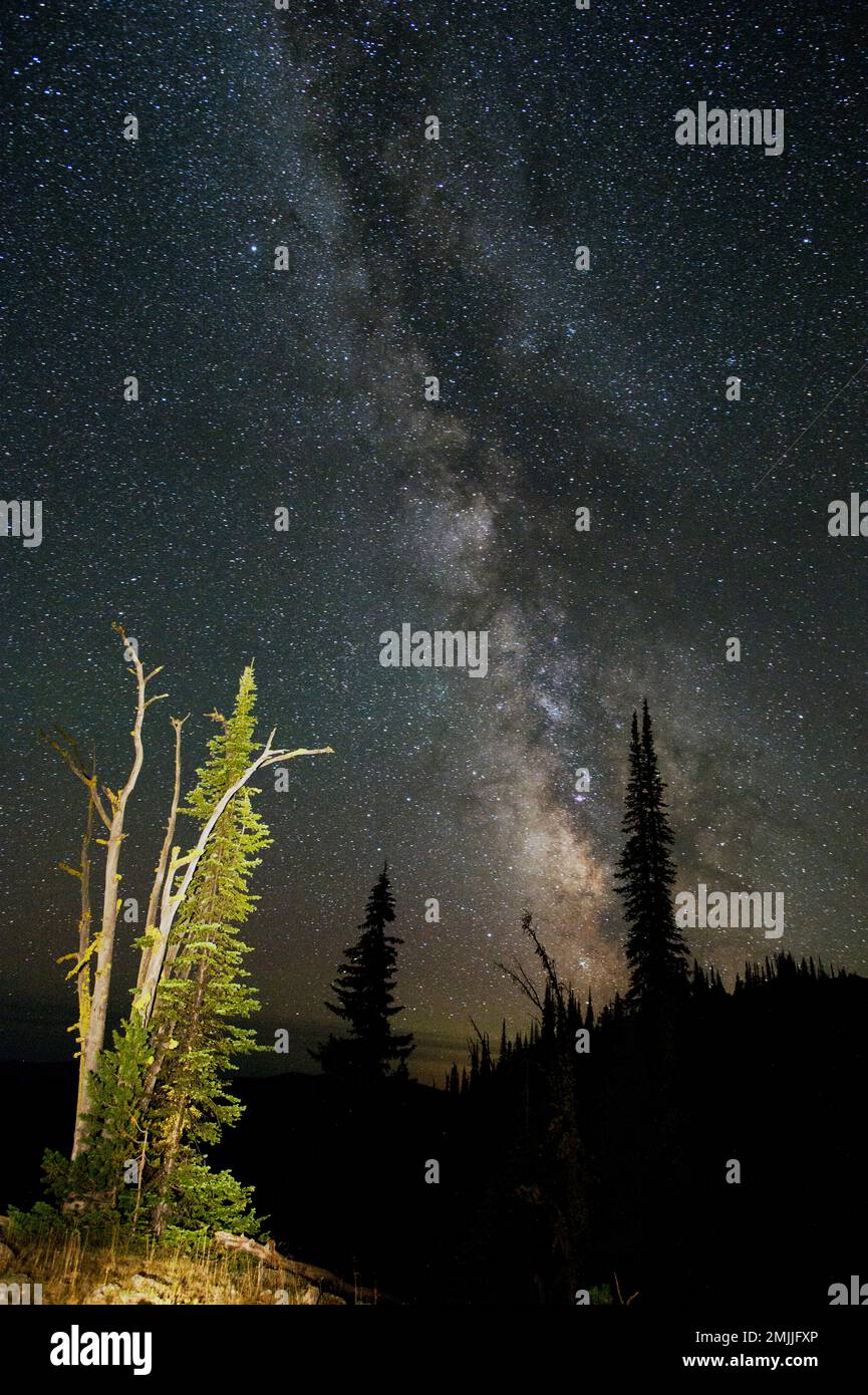 Milky Way and fir tree in the Gospel-Hump Wilderness in central Idaho Stock Photo