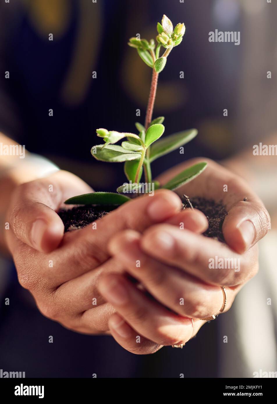 Hands Holding Plant Seedling Hi res Stock Photography And Images Alamy hands-holding-plant-seedling-hi-res-stock-photography-and-images-alamy
