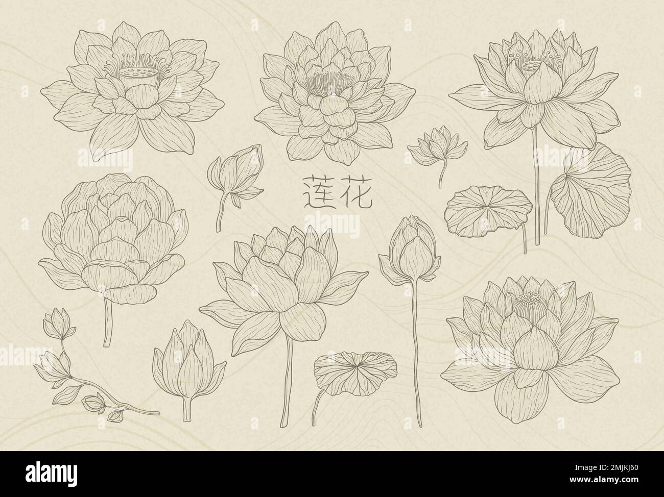 Set of lotus flowers with leaves. Nelumbo flower drawn with a dark outline on a beige background, isolated elements. Realistic water lilies based on Stock Vector