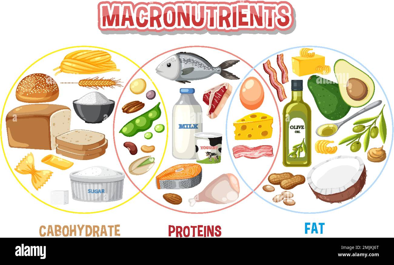 Main food groups macronutrients vector illustration Stock Vector Image ...