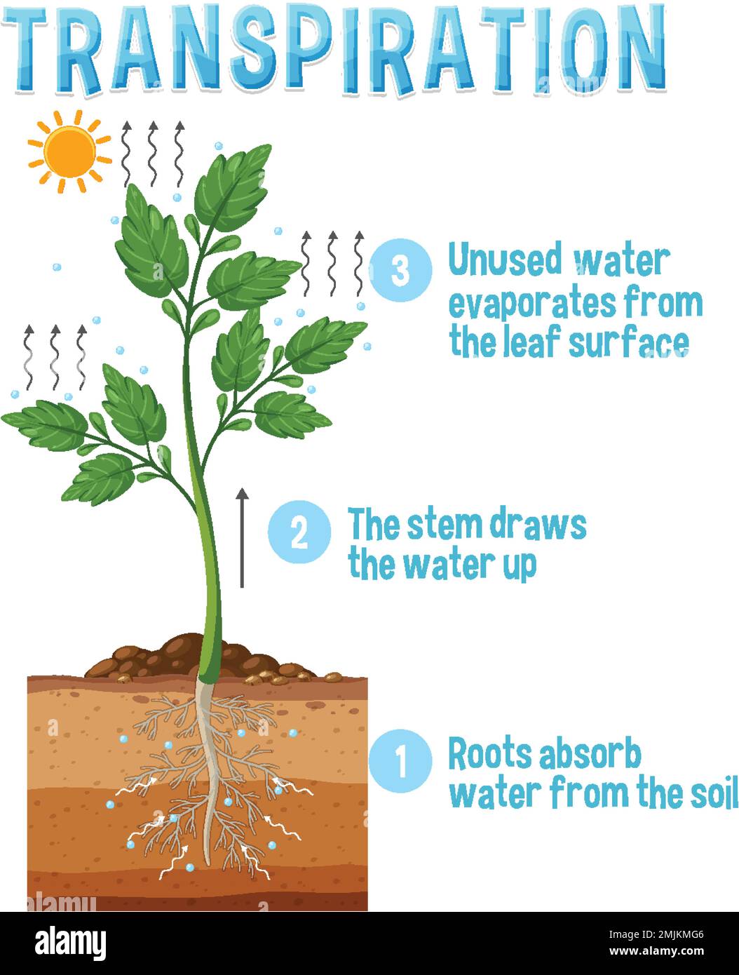 Diagram showing plant transpiration illustration Stock Vector Image