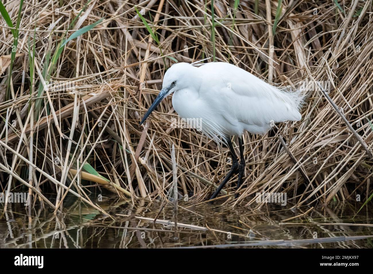 little egret, Egretta garzetta, looking for food in a reedbed, Ebro Delta, Catalonia, Spain Stock Photo