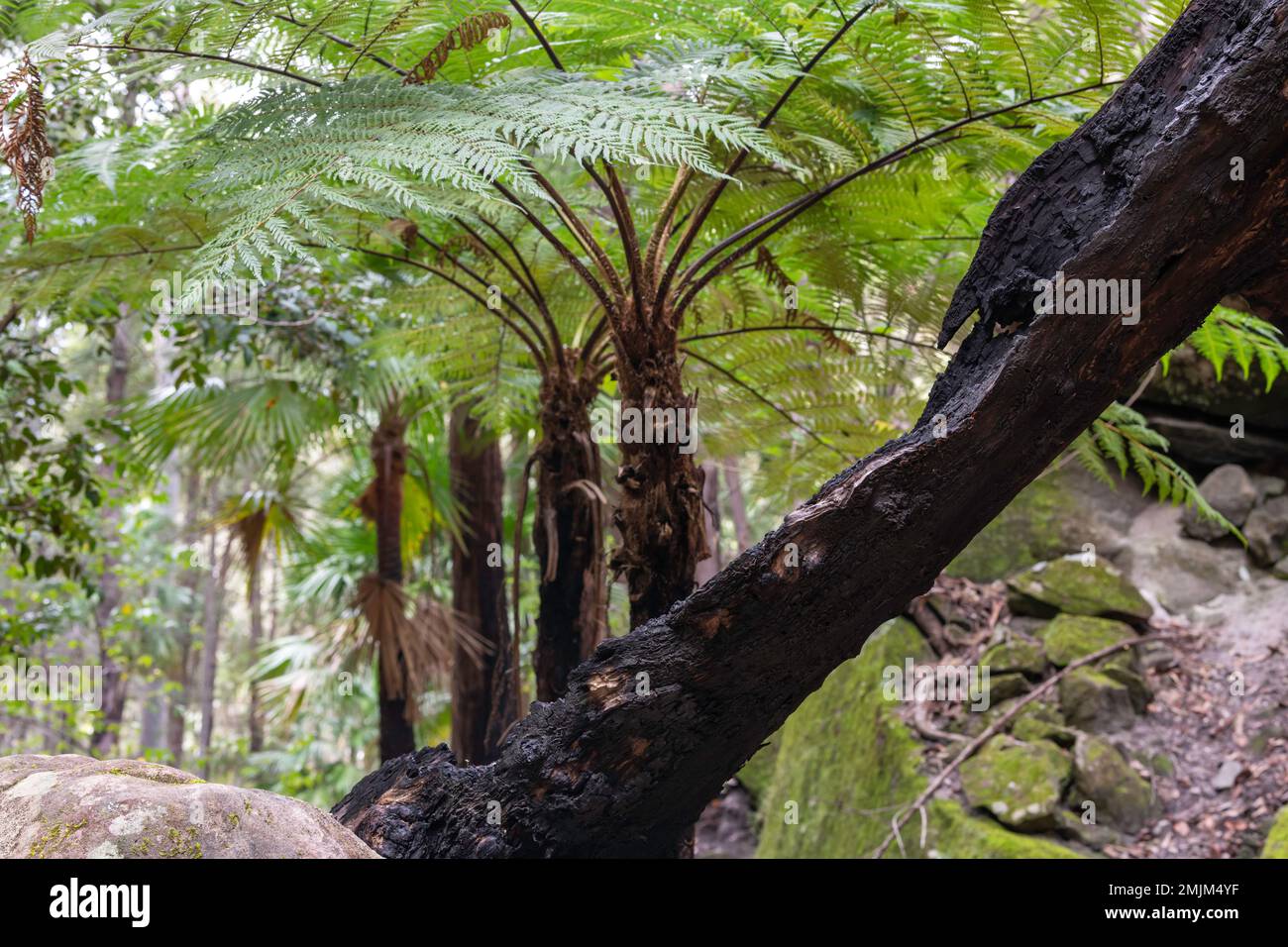 A charred tree trunk in front of 4 Cyathea cooperi (Australian Tree Fern) ... A fast-growing single trunked tall and elegant tree fern with long sprea Stock Photo