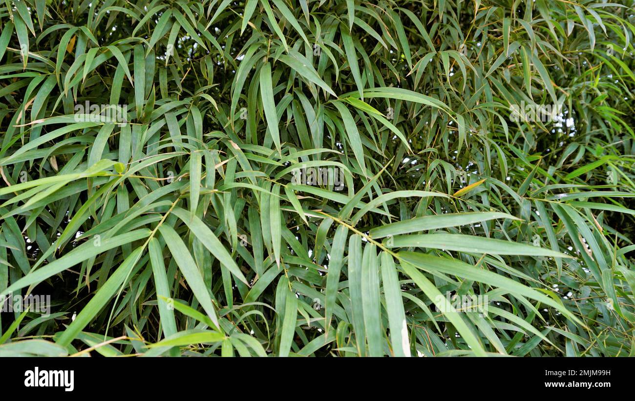 Bamboo forest plant bush growing in wild, lush green bamboo leaves. Natural wallpaper background texture. Stock Photo