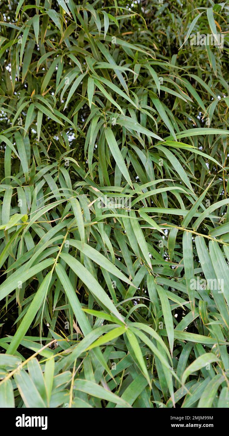 Bamboo forest plant bush growing in wild, lush green bamboo leaves. Natural wallpaper background texture. Stock Photo