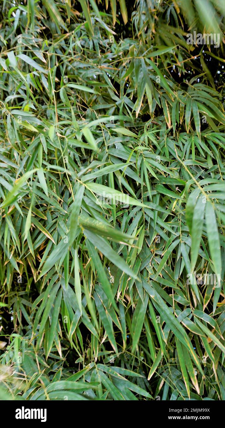 Bamboo forest plant bush growing in wild, lush green bamboo leaves. Natural wallpaper background texture. Stock Photo