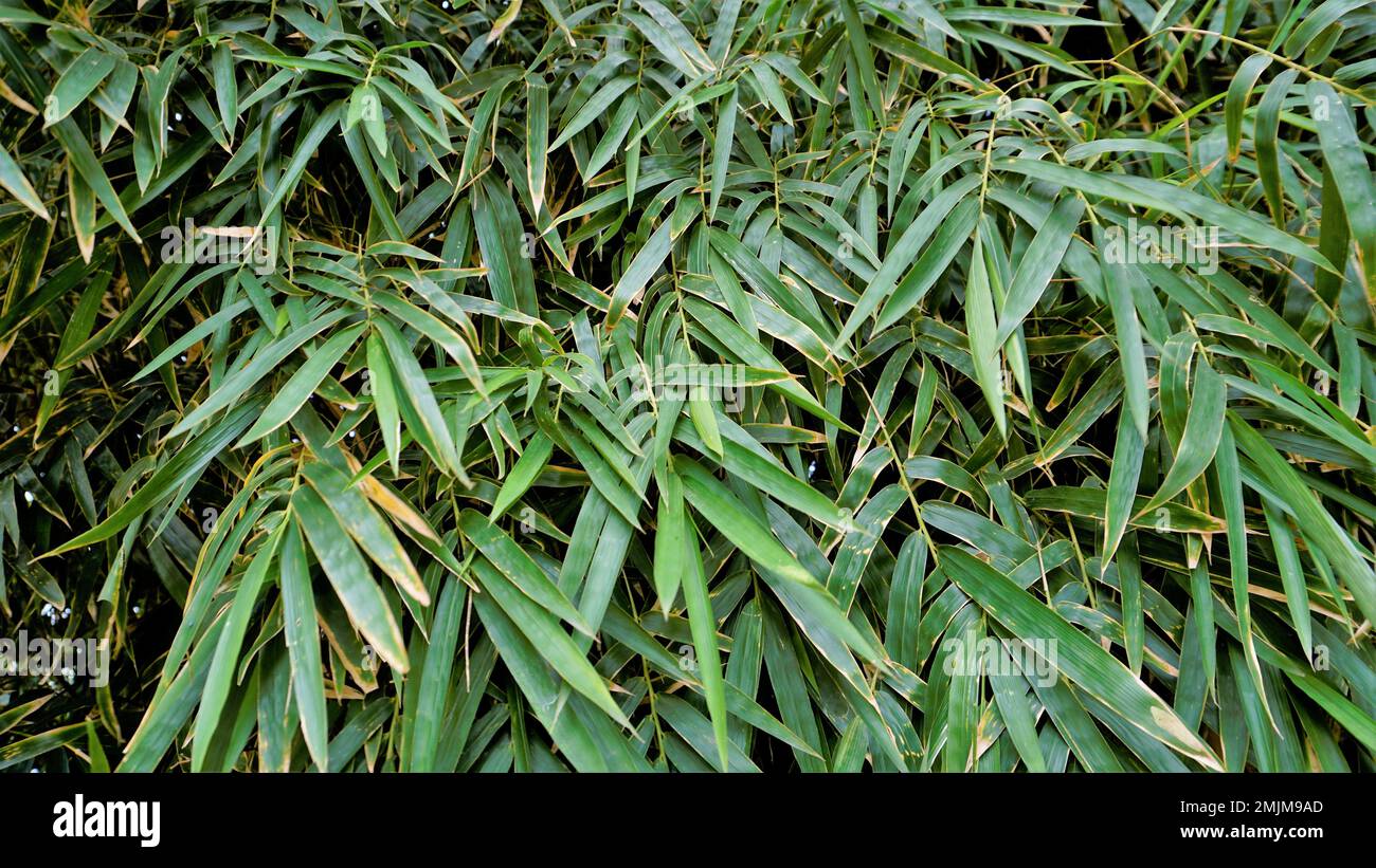 Bamboo forest plant bush growing in wild, lush green bamboo leaves. Natural wallpaper background texture. Stock Photo