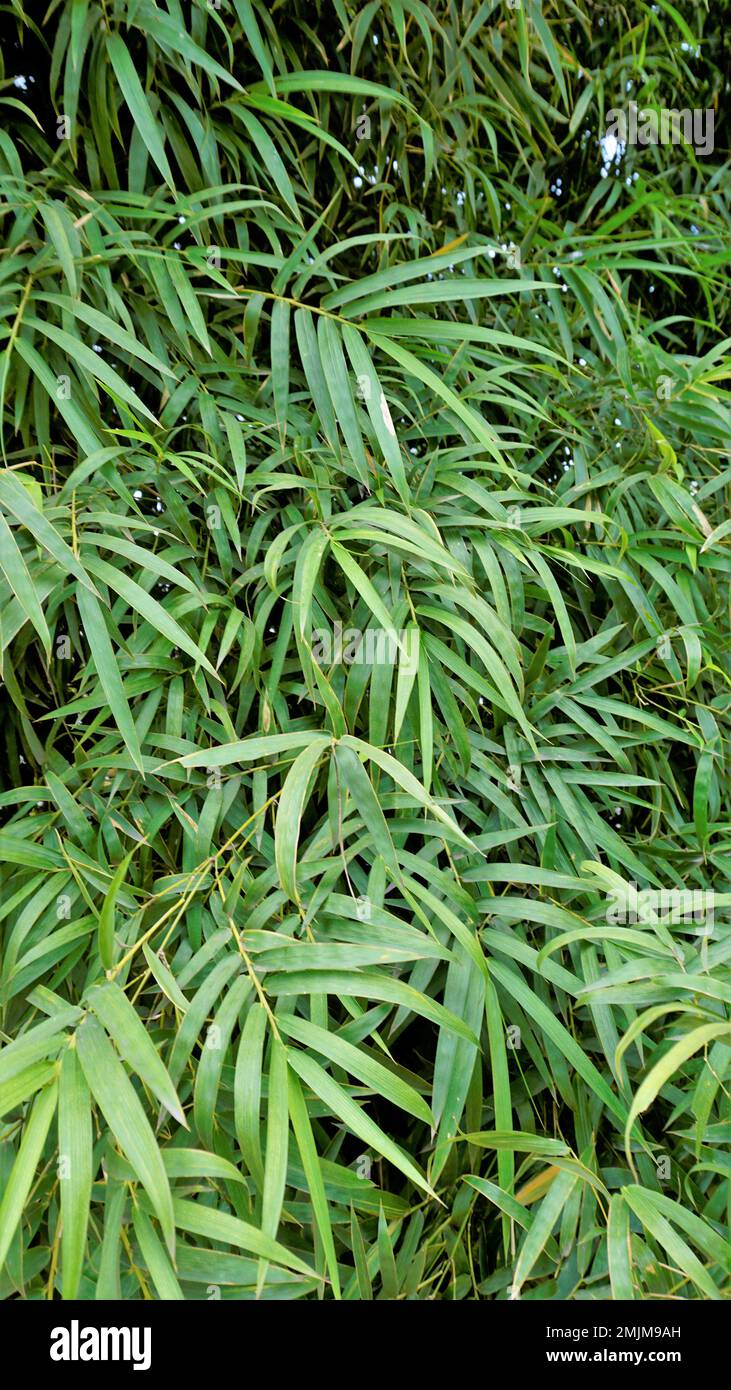 Bamboo forest plant bush growing in wild, lush green bamboo leaves. Natural wallpaper background texture. Stock Photo