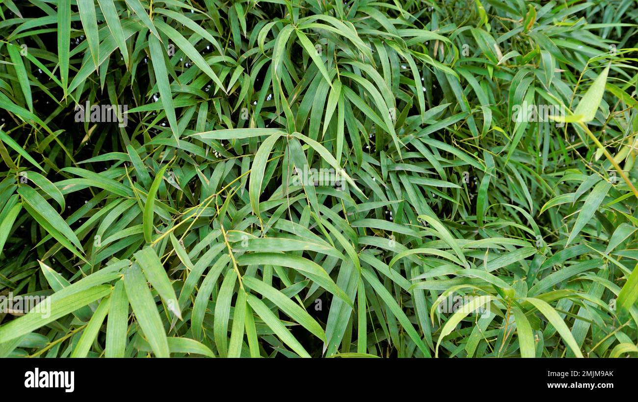 Bamboo forest plant bush growing in wild, lush green bamboo leaves. Natural wallpaper background texture. Stock Photo