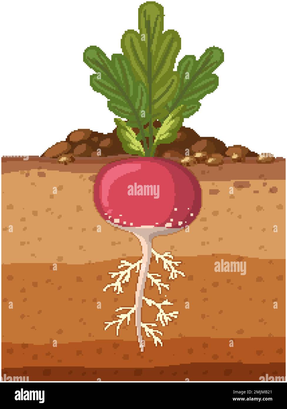 Radish plant with root system illustration Stock Vector Image & Art Alamy