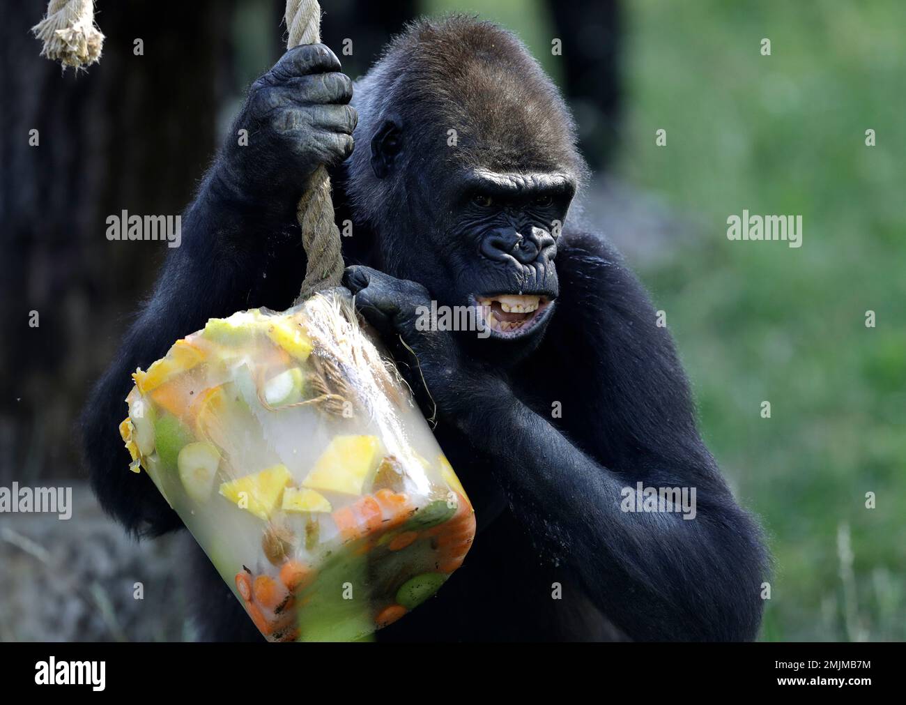 A Western lowland gorilla holds on to her ice cream, prepared from