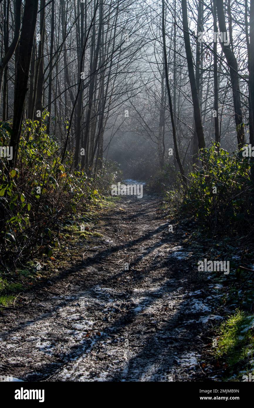 Misty woodland walk hi-res stock photography and images - Alamy