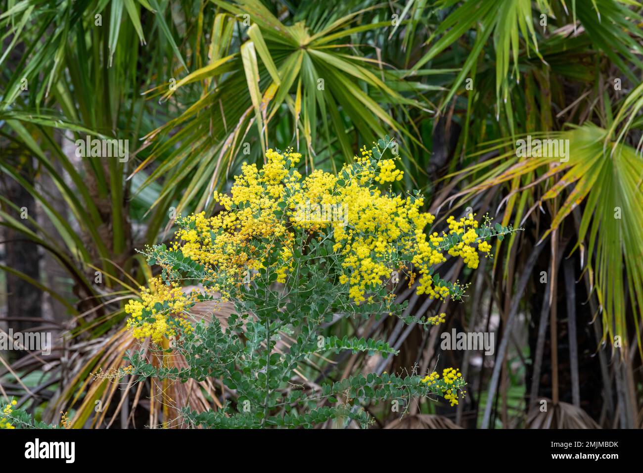 Yellow flower on a Golden Wattle plant along a walking path in Carnarvon National Park in Queensland, Australia Stock Photo