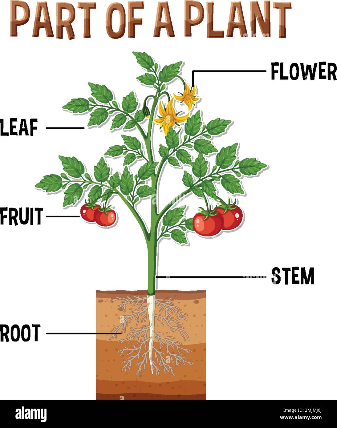 Plant Roots Diagram