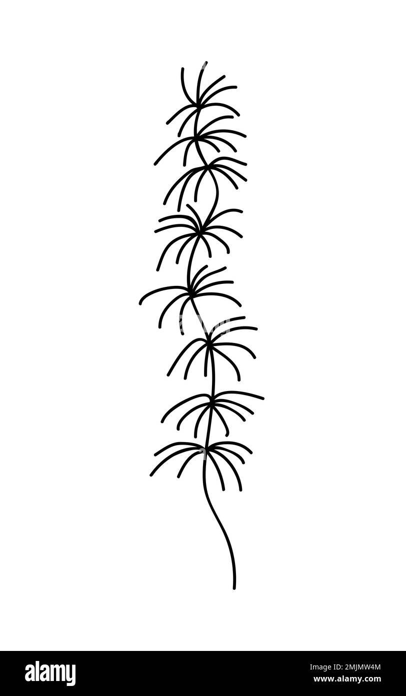 Seaweed vector doodle illustration Stock Vector Image & Art - Alamy
