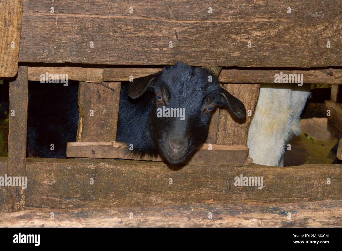 Goats peeking out from wooden fence on the farm Stock Photo
