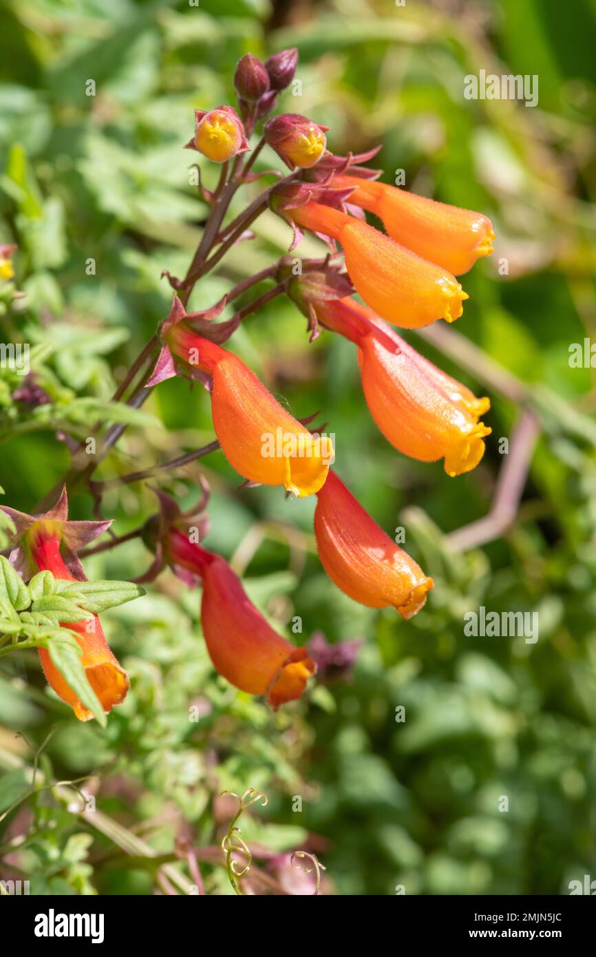Close up of Chilean glory flowers (eccremocarpus scaber) in bloom Stock Photo