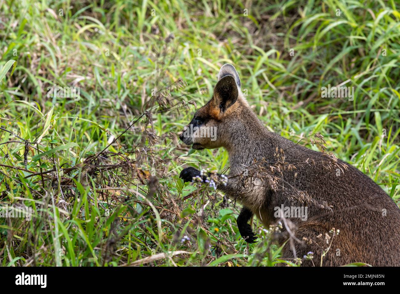 The swamp wallaby (Wallabia bicolor) is a small macropod marsupial of eastern Australia enjoying a feed along a walking track in Carnarvon Gorge. Stock Photo
