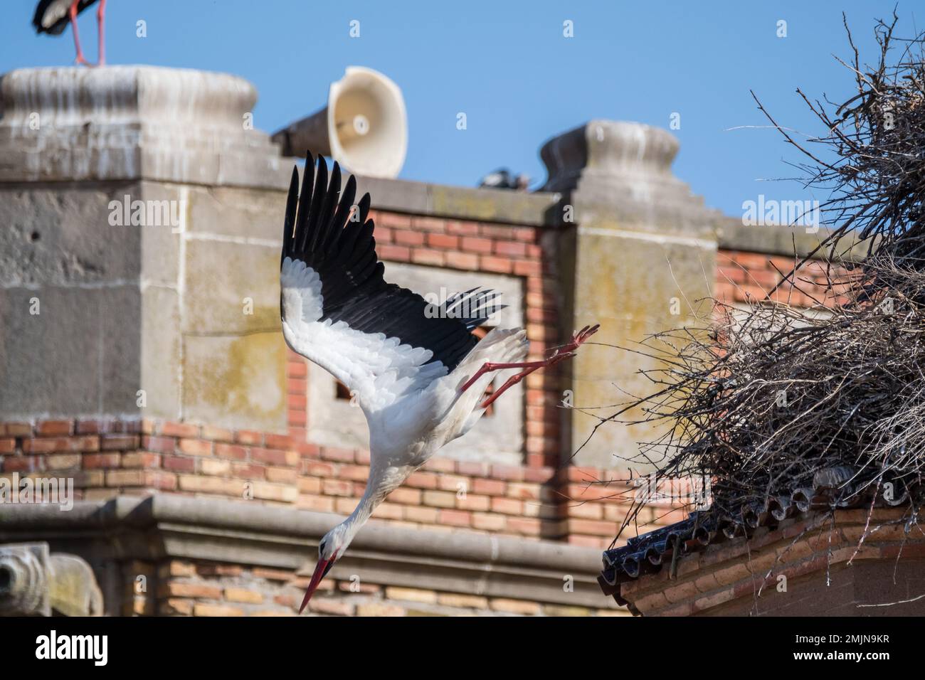 white stork, Ciconia ciconia, jumping out of the nest. Catalonia, Spain Stock Photo