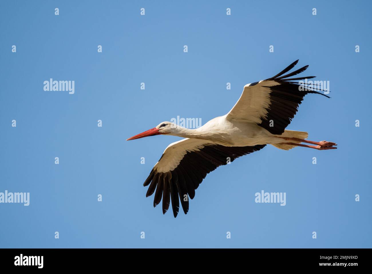 white stork, Ciconia ciconia, flying on a blue sky. Catalonia, Spain Stock Photo