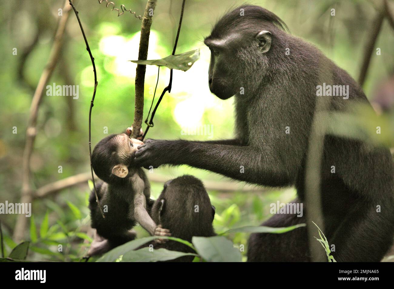 A Sulawesi black-crested macaque (Macaca nigra) adult female is comforting an infant during weaning period in their natural habitat, lowland rainforest in Tangkoko Nature Reserve, North Sulawesi, Indonesia. Weaning period of a crested macaque infant—from 5 months of age until 1-year of age—is the earliest phase of life where infant mortality is the highest. Primate scientists from Macaca Nigra Project observed that '17 of the 78 infants (22%) disappeared in their first year of life. Eight of these 17 infants' dead bodies were found with large puncture wounds.' Meanwhile, climate change impact. Stock Photo