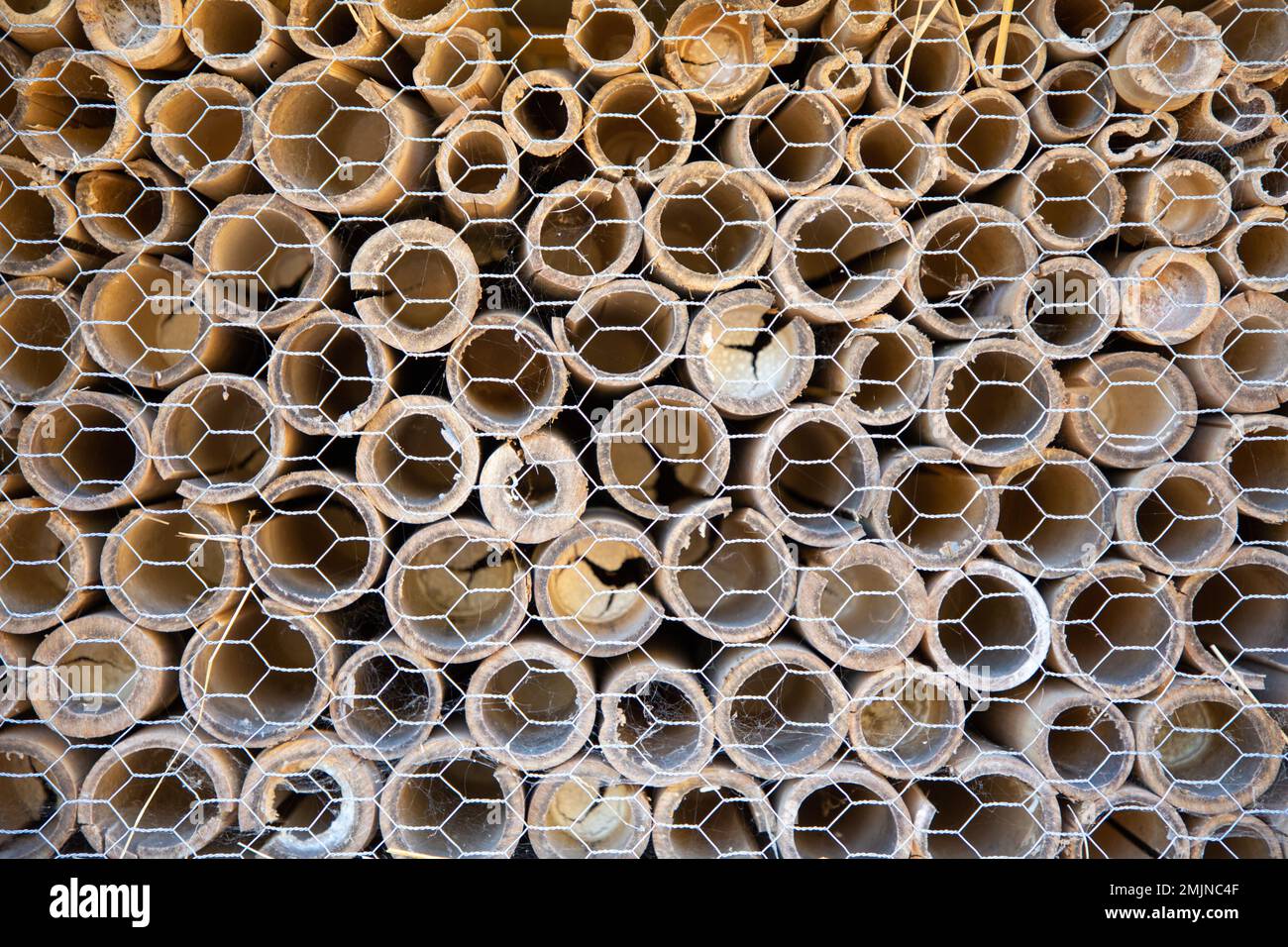 mesh tube bamboo branch bug hotel insect house wooden give protection and nesting aid to bees and other insects Stock Photo