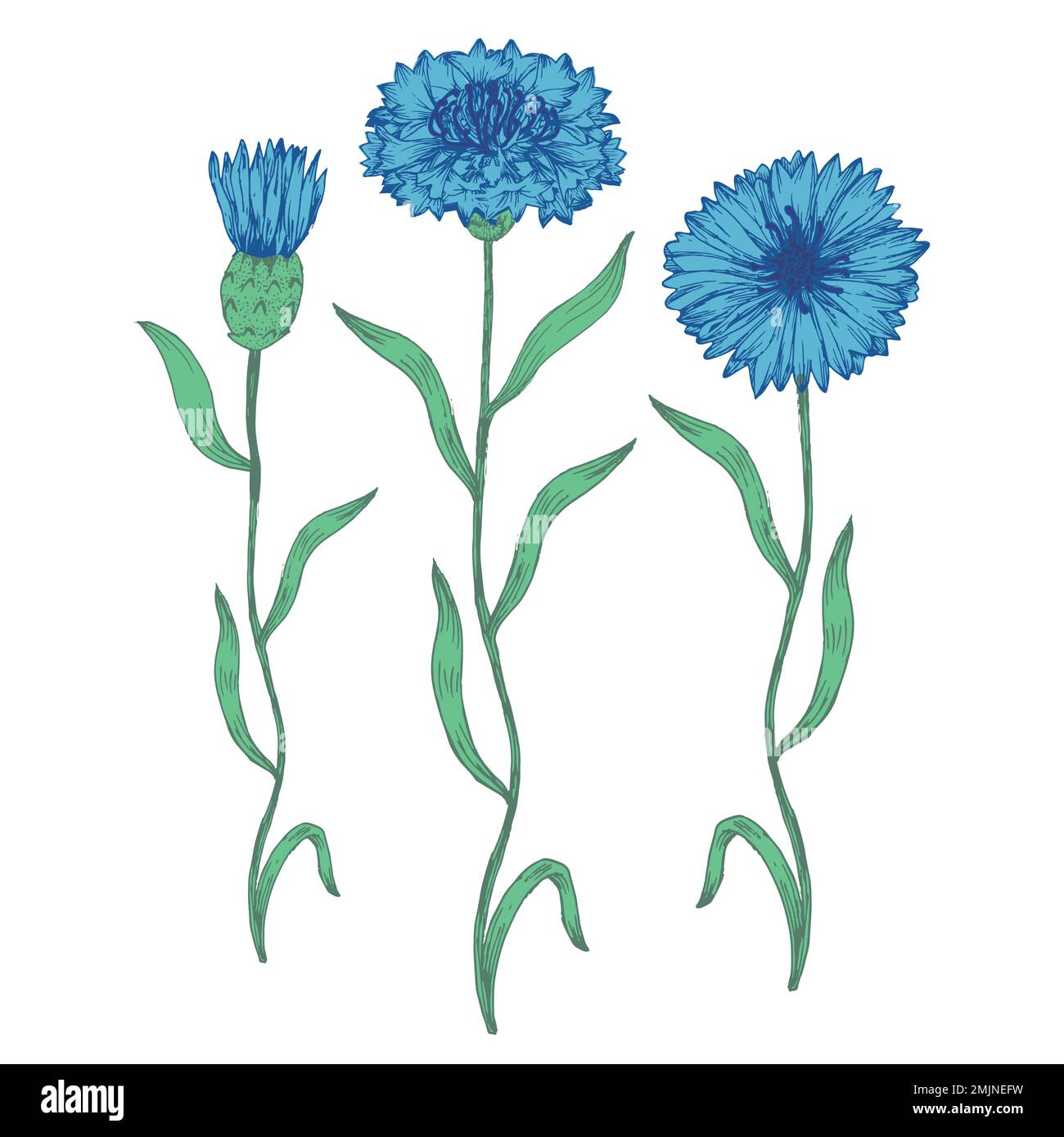 Botany plants antique engraving illustration Centaurea cyanus