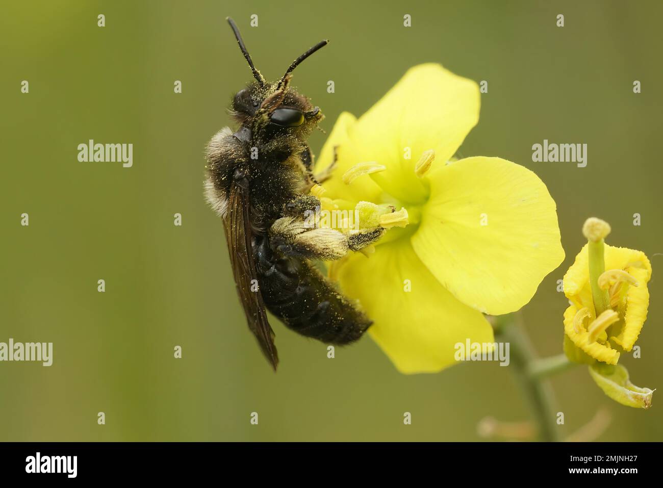 Natural closeup on a female of the rare Scarce Black Mining Bee, Andrena nigrospina, on yellow flower Stock Photo