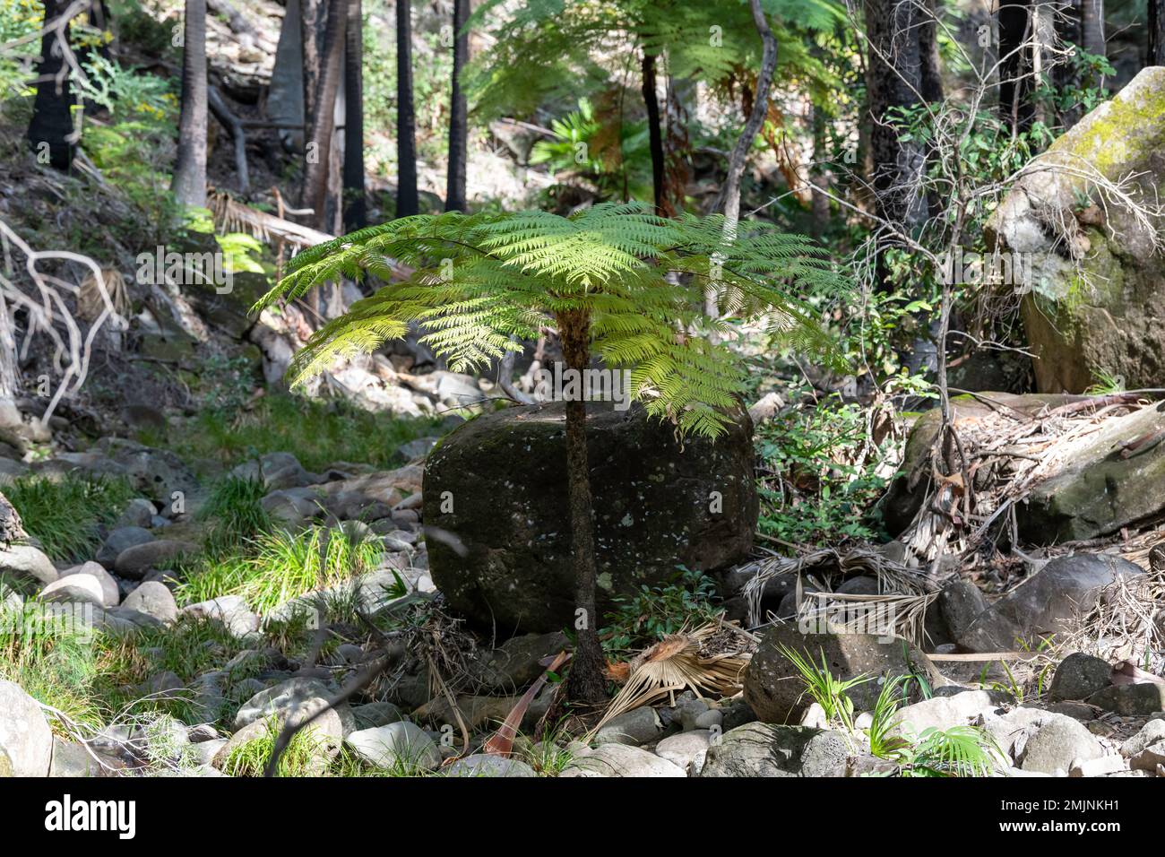 Cyathea cooperi (Australian Tree Fern). A fast-growing single trunked tall tree fern with long spreading fronds at Carnarvon Gorge. Stock Photo