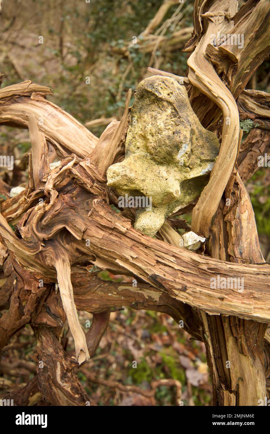 Tangled Tree Pattern Natural patterns and textures in nature epitomised by tangled tree ...