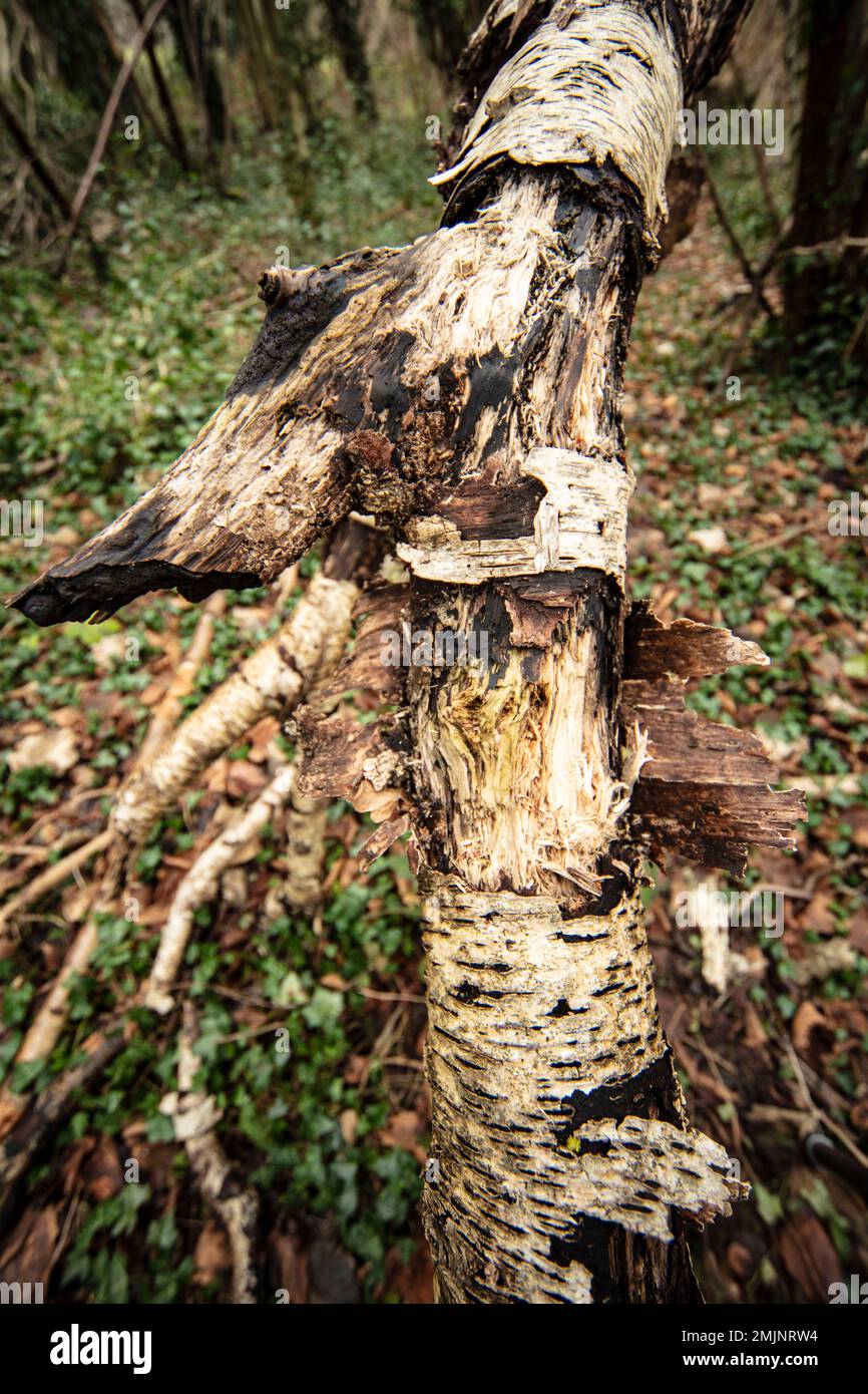 Natures chaos; natural environmental patterns formed by shapes in an ...