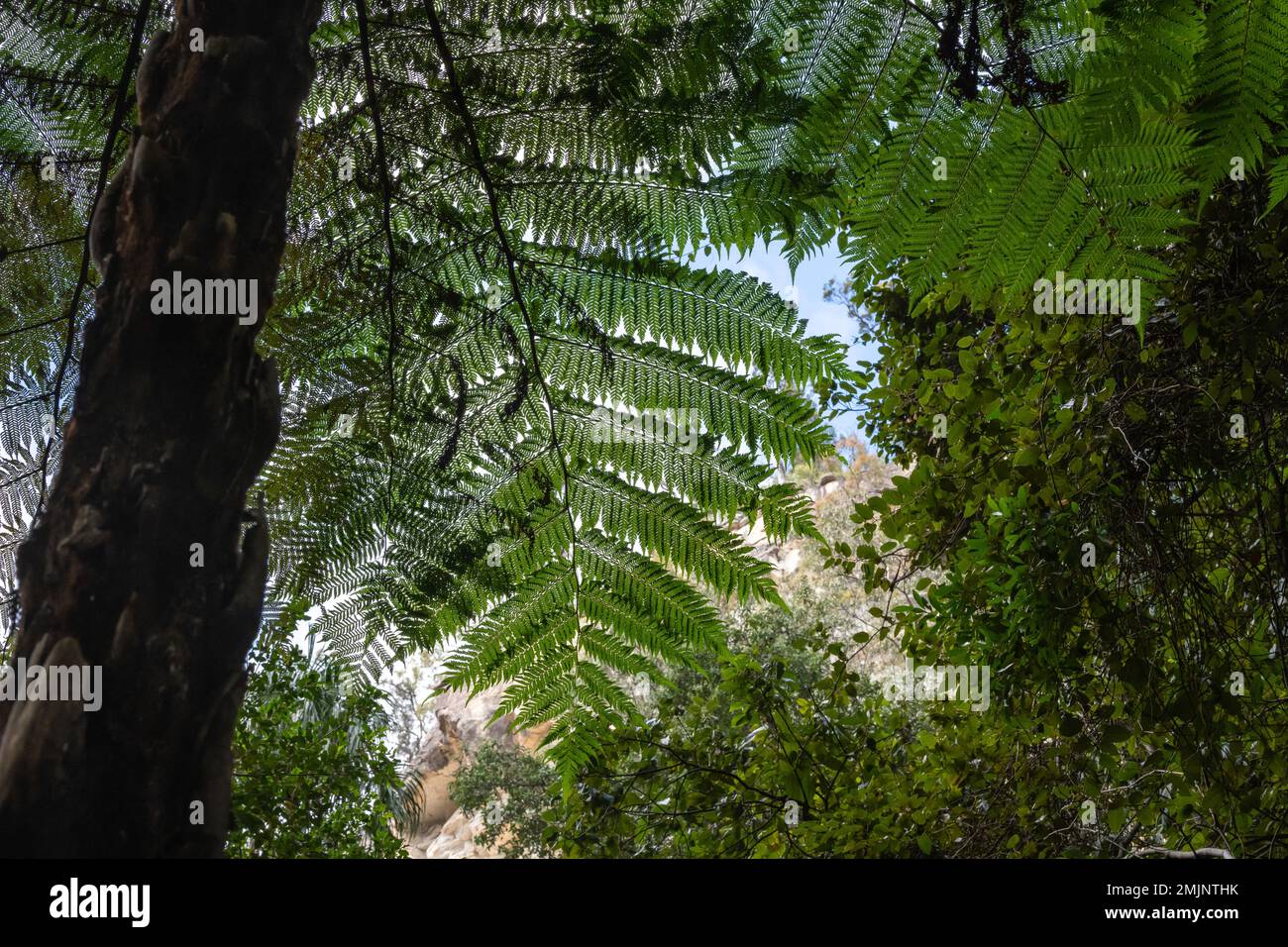 Beautiful pattern from a Cyathea cooperi (Australian Tree Fern). A fastgrowing tree fern with
