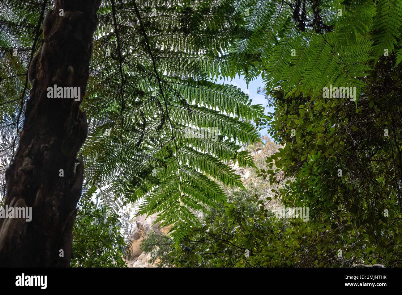 Beautiful pattern from a Cyathea cooperi (Australian Tree Fern). A fast-growing tree fern with long spreading frond at Carnarvon Gorge. Stock Photo